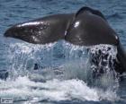 Büyük bir balina kuyruğu parlak
